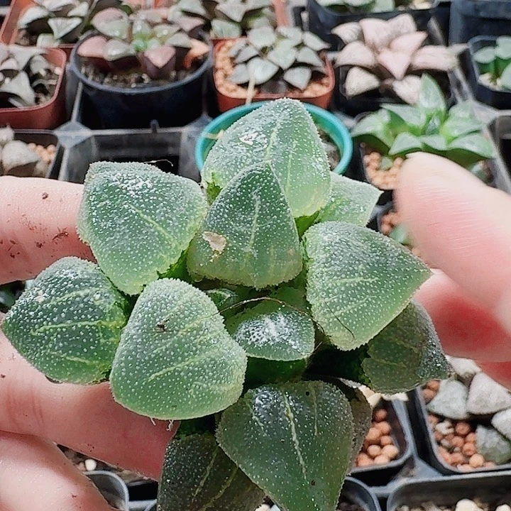无花朵十二卷。 翠贝无根。 福利