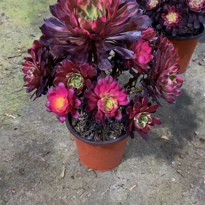 烟花多肉植物042