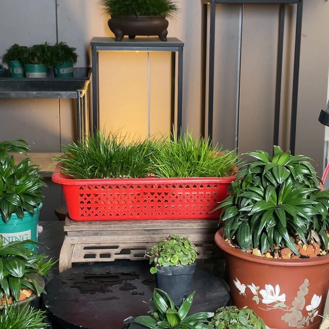 【闪购商品】不开花植物