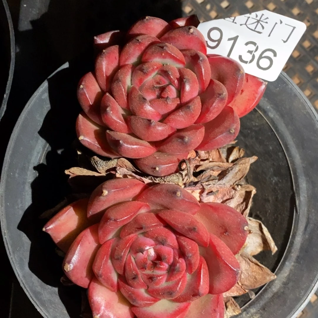 不包掉头~9136~9厘米