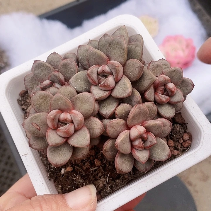 无砍葡萄15.88888888多肉