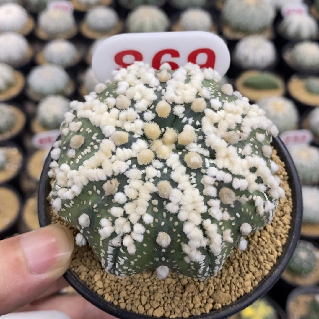 869海星顶密绒花园兜