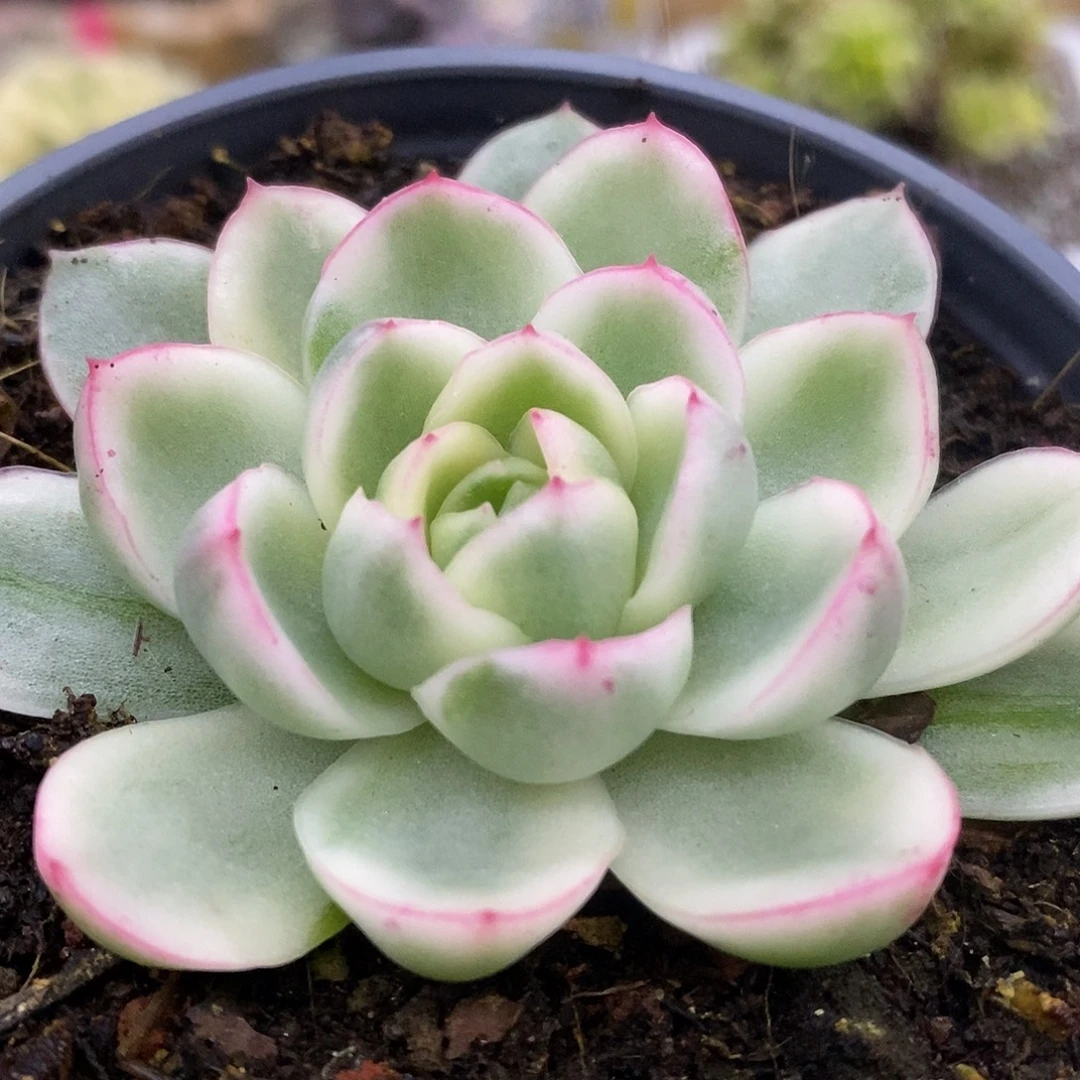 168黄玫瑰哈哈哈哈哈哈哈