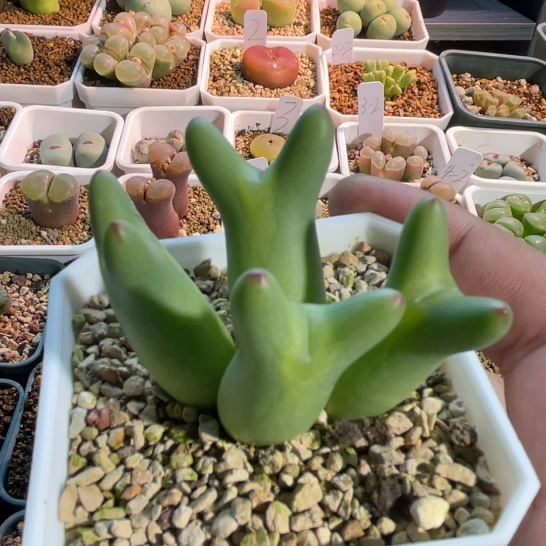 皮卡丘植物一物一拍