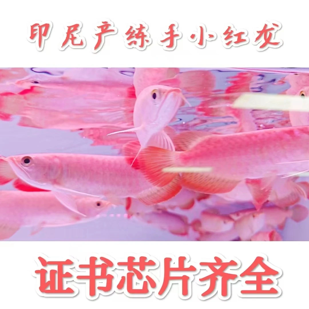 进口高血统练手小红龙辣椒大湖红龙鱼活鱼证书芯片齐全
