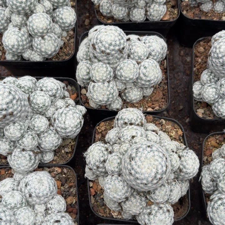 完全开放姬春星群生皮实好养