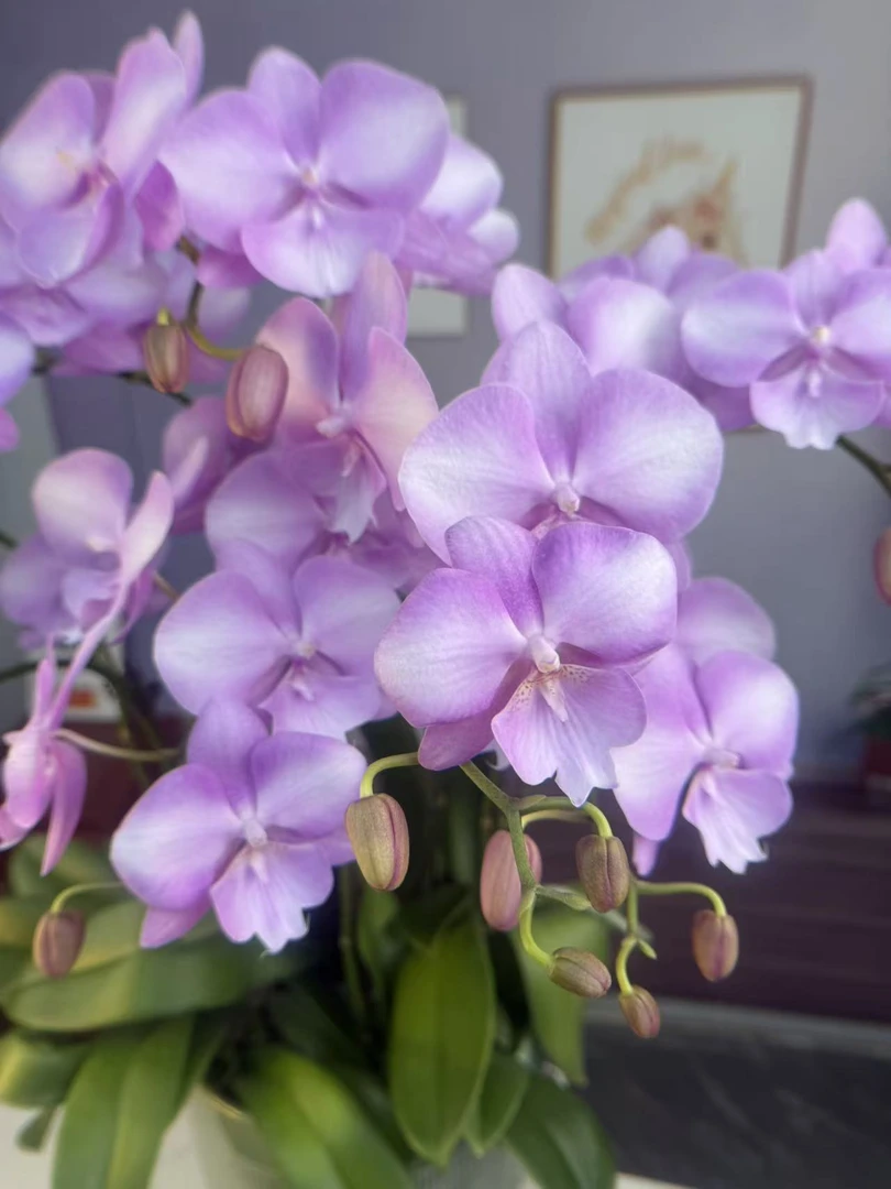 A3（骑士）3.0粉色大舌头欧品蝴蝶兰精品蝴蝶兰