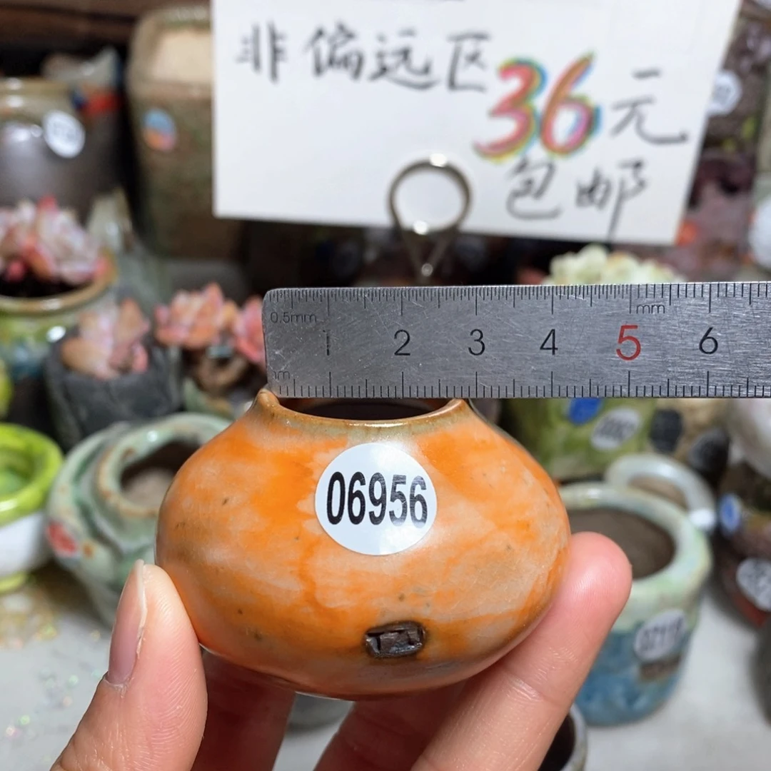 花盆拍5送一个小礼物