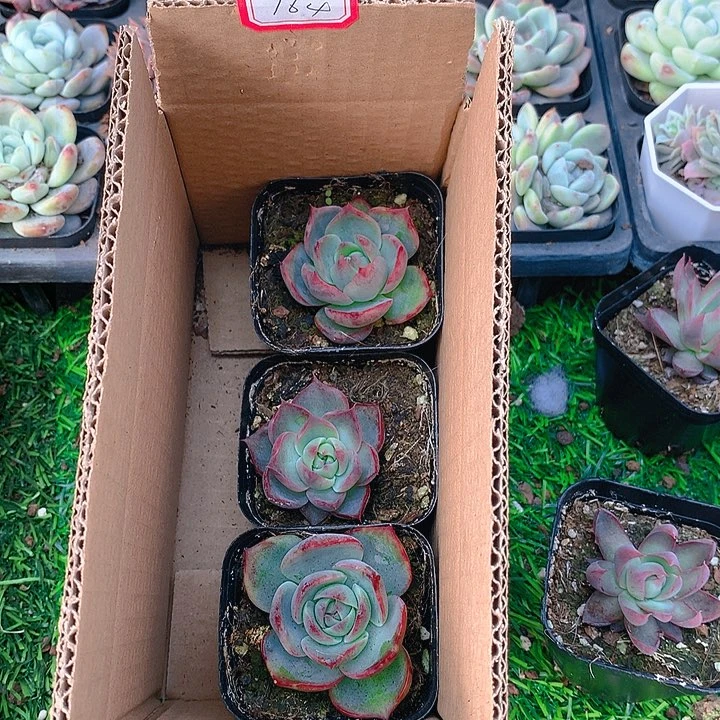 164惊鸿仙子多肉