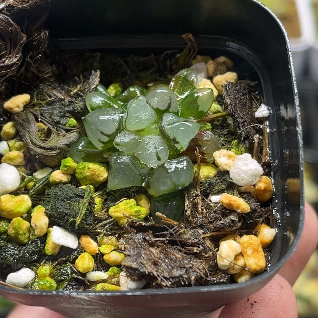 199子弹头西瓜变异