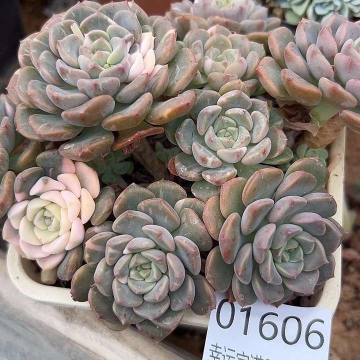 幸运的是我还没遇到你