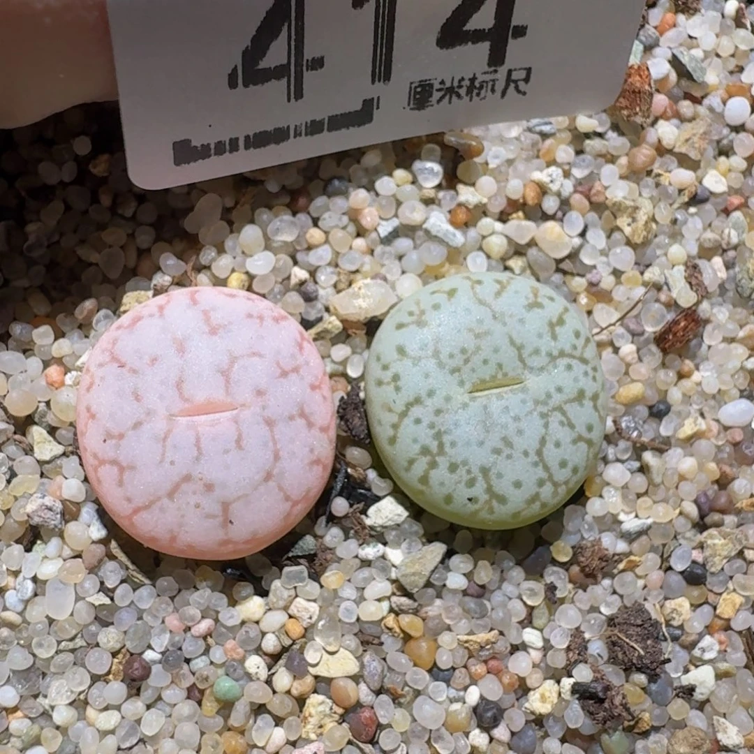 zzzzz生石花肉锥414