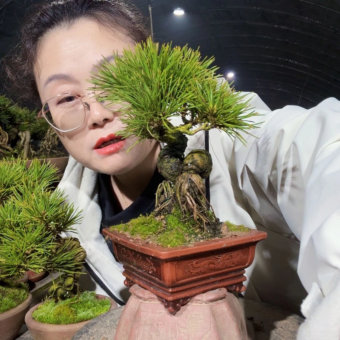 轻**我三河黑松盆景