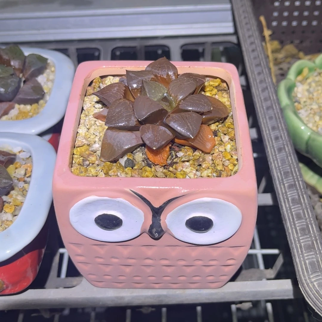 糖*龙喜寿带盆发货