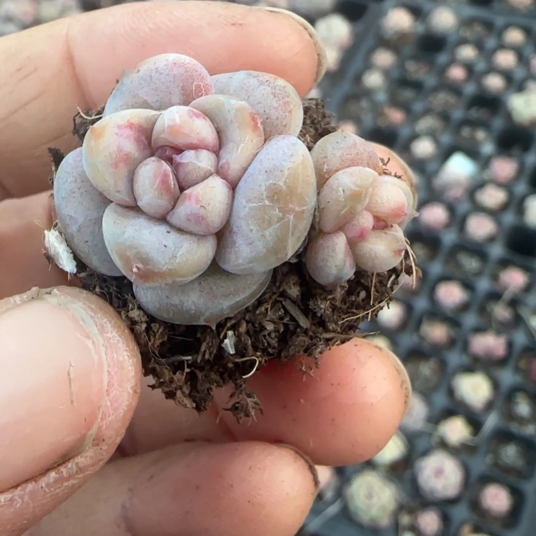 多肉小卡拉米糖心一物一拍