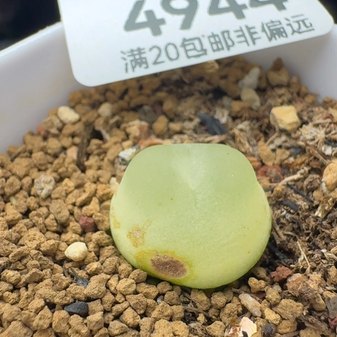 拉登1.5带盆土有瑕疵