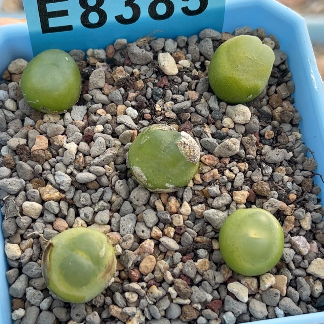 8385日系拉登五颗