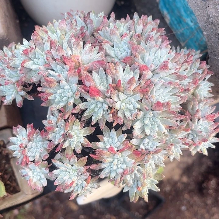 仙女杯多肉植物提取