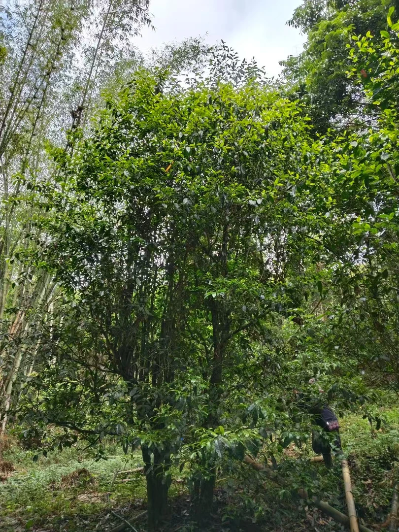 《2025春茶王地两棵》班章老寨单株一泡/8克