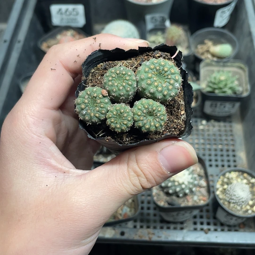 506士童（满18包邮）