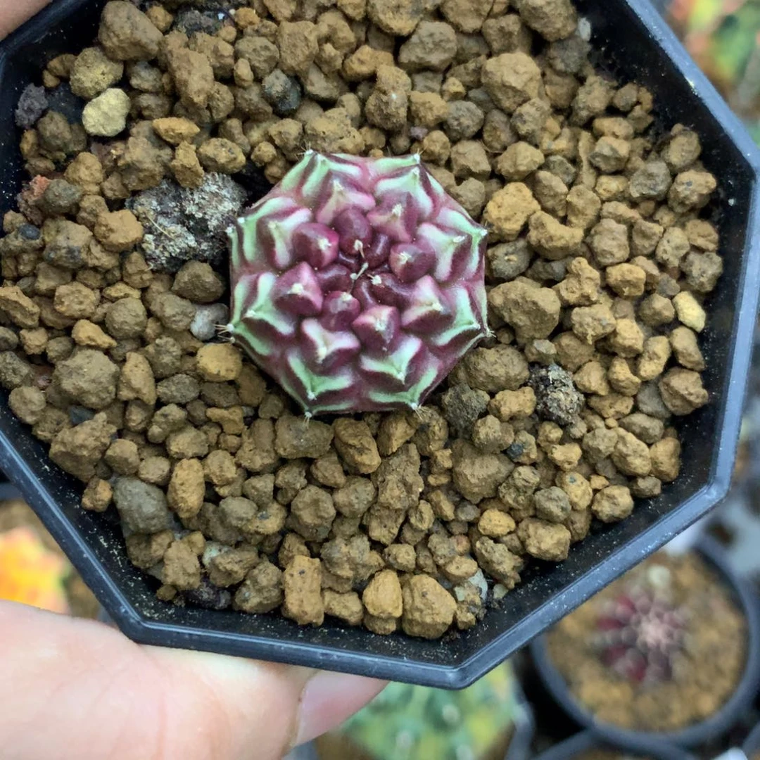 仙人球米哈小梦想