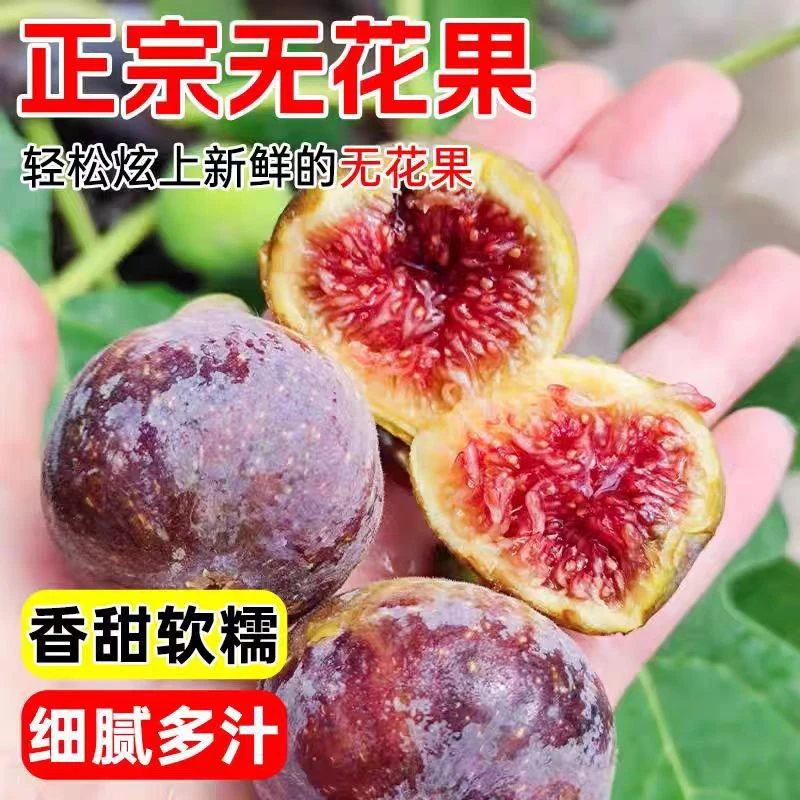 无花果树果苗波姬红特大果带果矮化盆栽南方北方当年结果带土精品