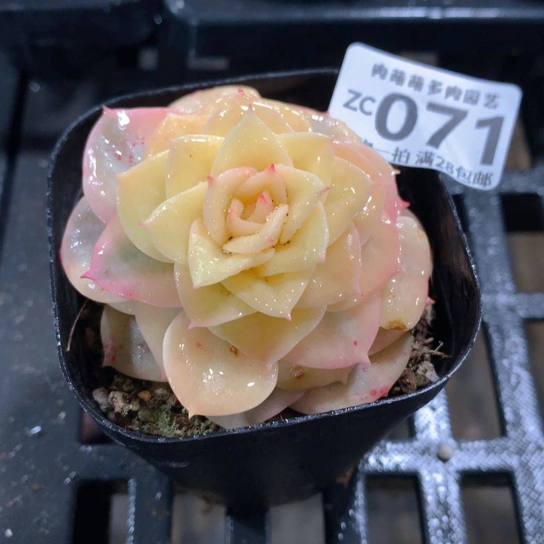 肉萌萌拇指盆精控多肉ZC071