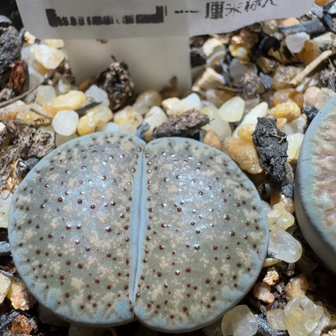 Ssss精品生石花115