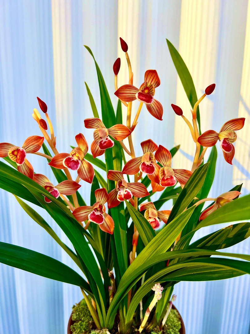 建兰铭品【红荷一整盆带5花起】带大红袍紫砂花盆 室内外浓香型好养
