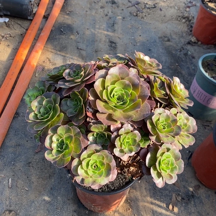 魅金玫瑰多肉植物12