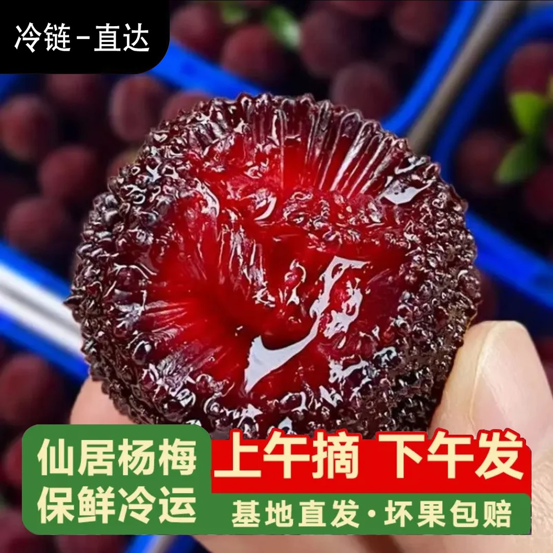 6.17现货【正宗仙居东魁杨梅】今天拍明天到17-22g买3斤送3斤两篮