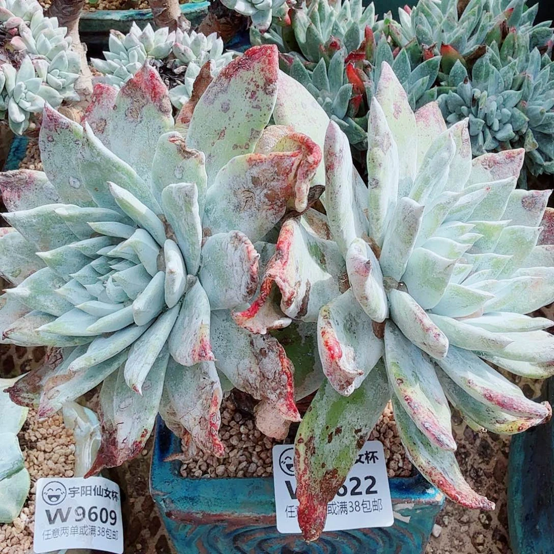 9622牡丹苹果叶仙女杯多肉