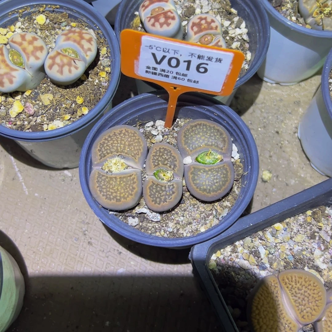 016 一物一拍，默认有伤，介意勿拍，不退不换