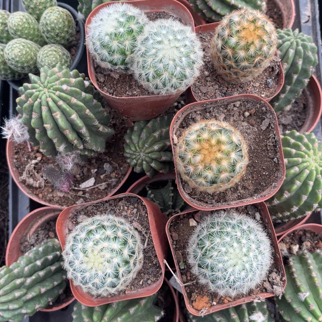 n***我多肉植物仙人球系列