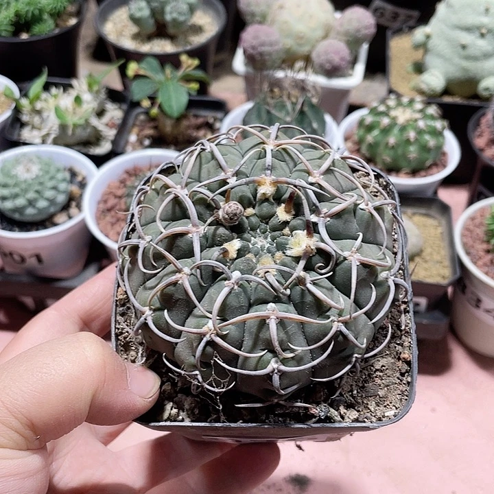 036实生卷刺大裸鄂