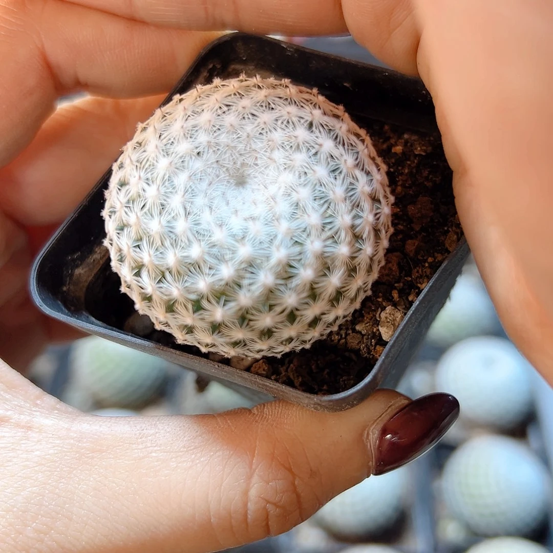 实生恋山彦3.5公分带盆