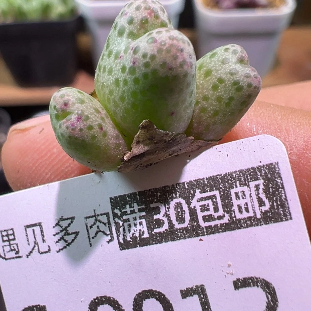 多肉植物111111111111111