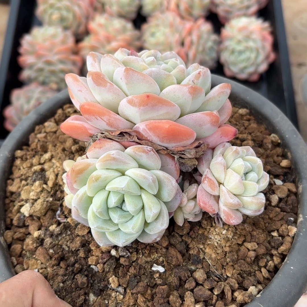 舒的多头冰玉好看