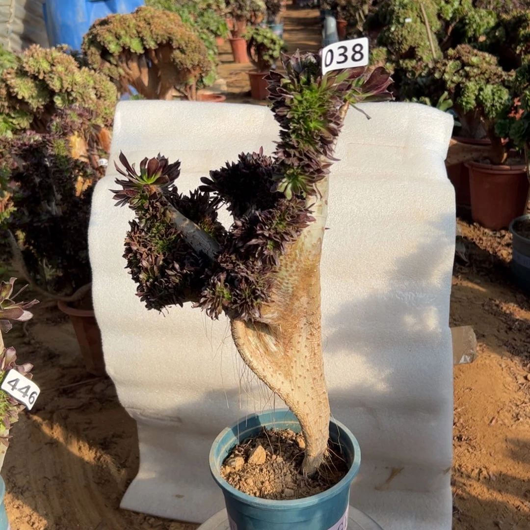 有伤黑缀038高度43厘米