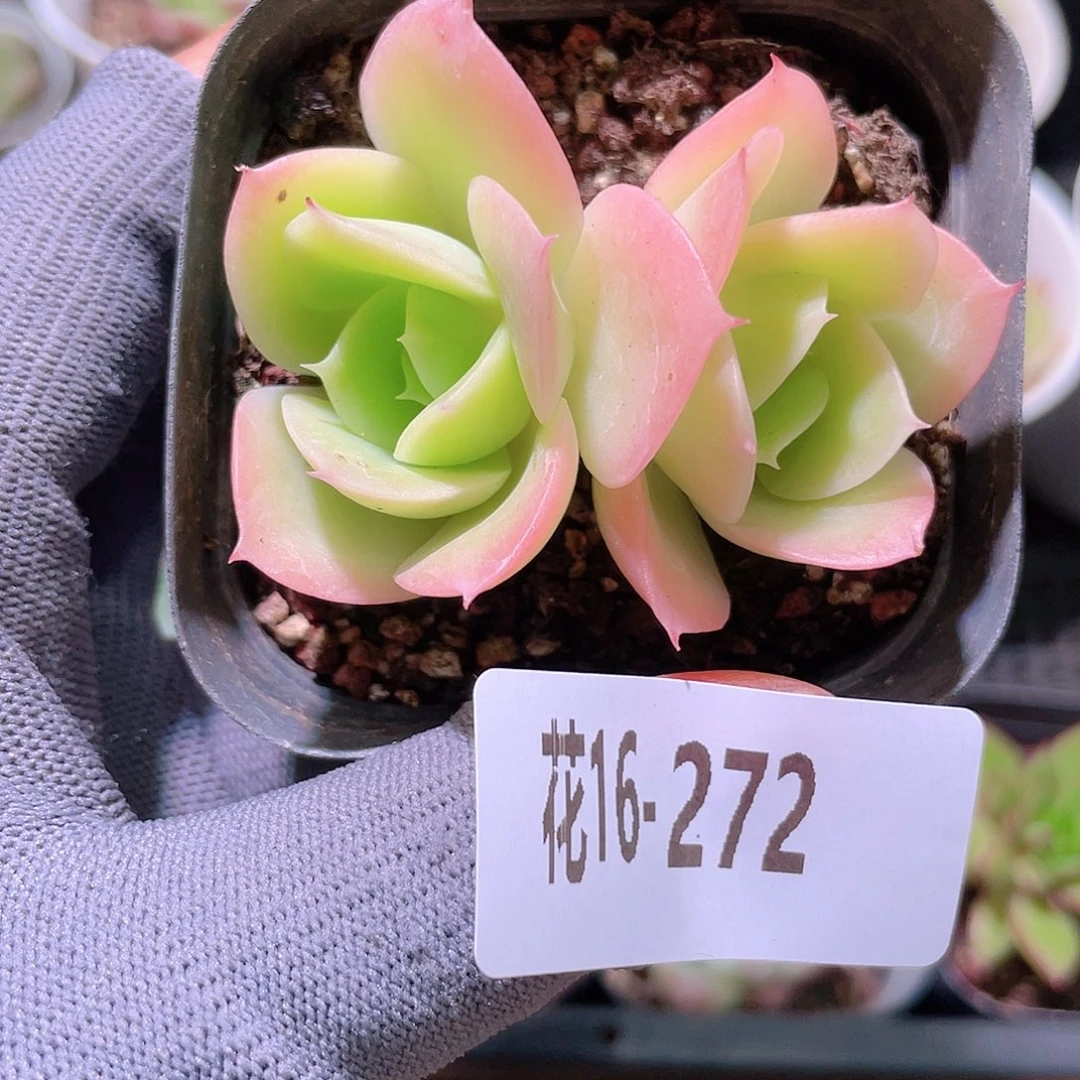 花利美16-272柠檬酸橙