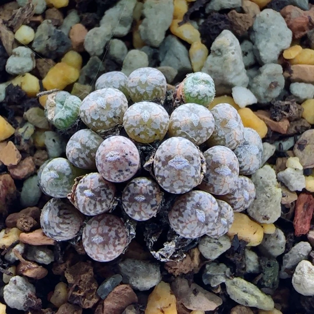 1-30-3-2新年福利8.8折小型康菩提群脱土