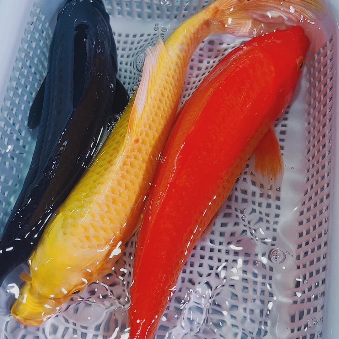 锦鲤锦鲤冷水鱼观赏