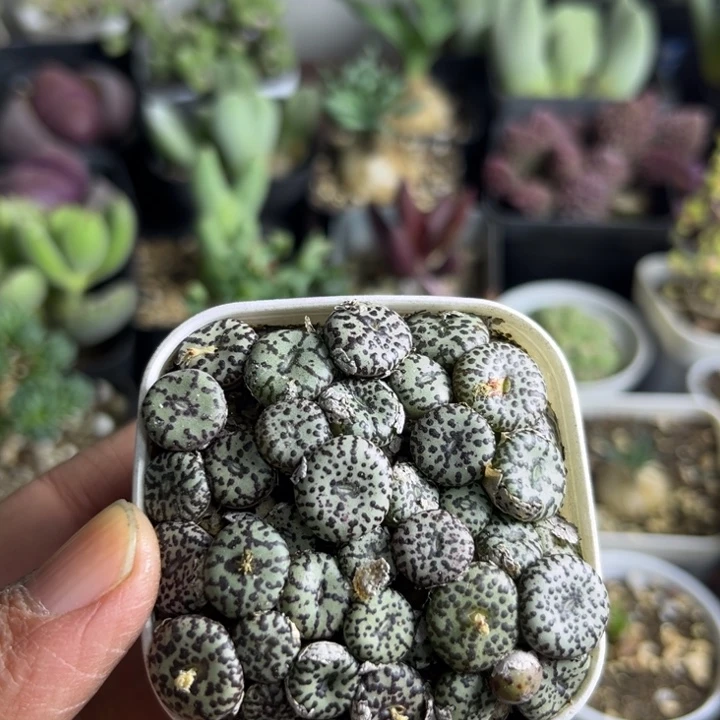 047 安贞一盆多肉植物