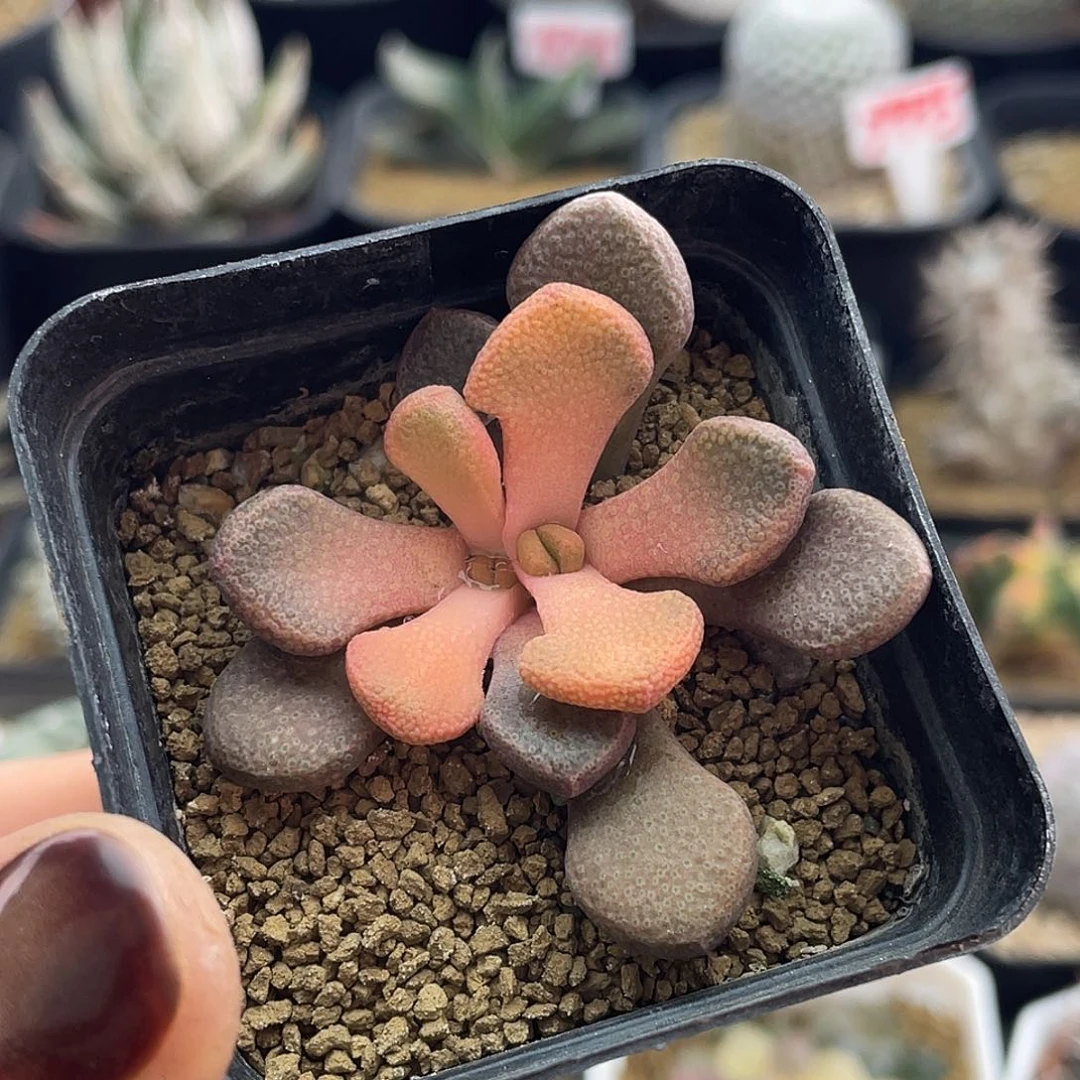 实生唐扇锦仙人球多肉