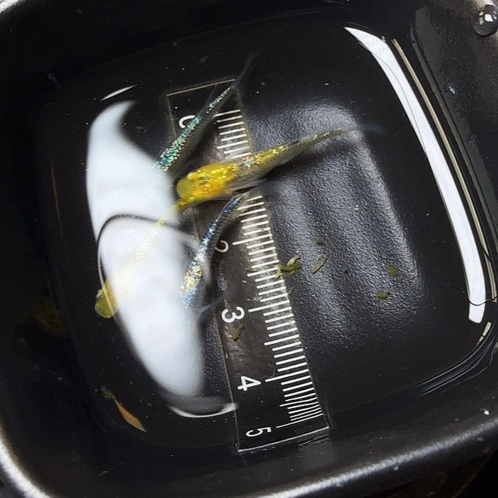 青鳉鱼32号拍品星光混搭
