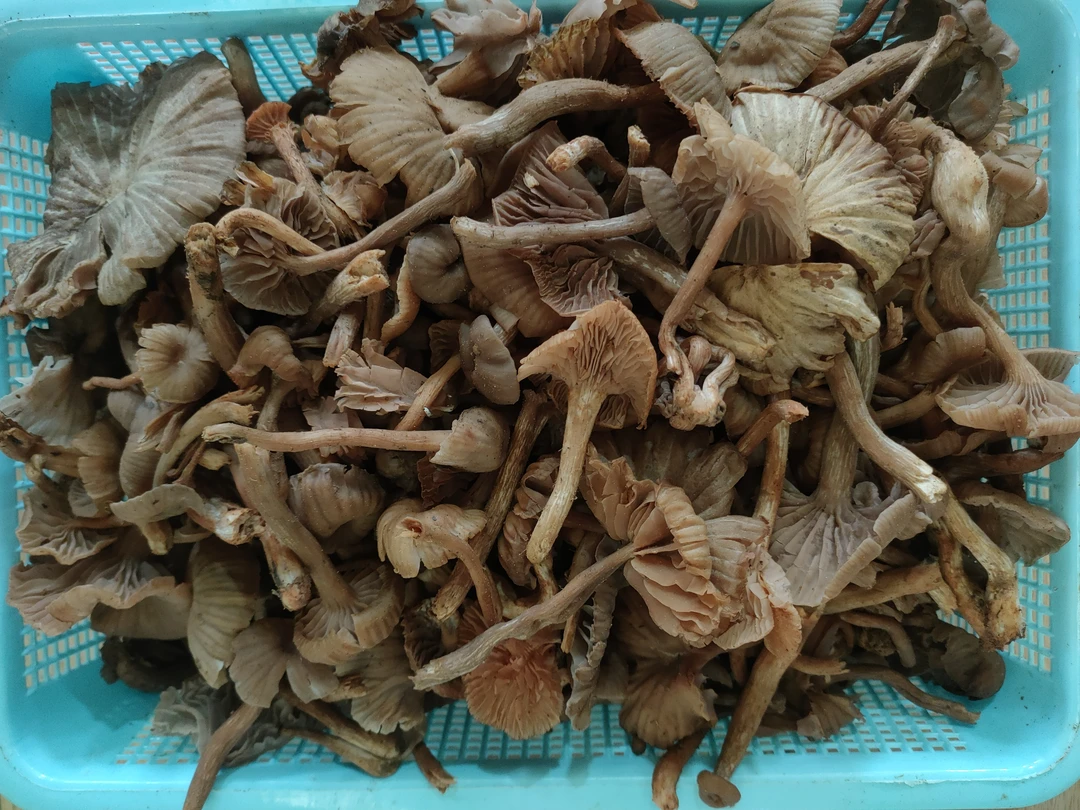 云南新鲜野生皮条菌铁脚菌野生菌菇新鲜菌子500克/1000克顺丰包邮