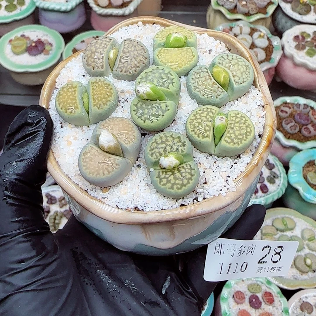 生石花满18包邮1110-28
