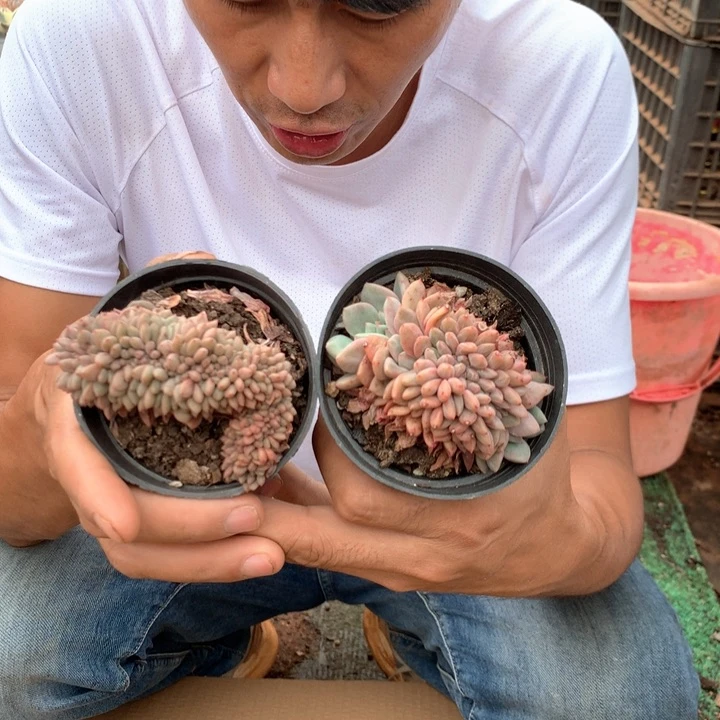 凌雪缀化9.9一颗 两单包邮