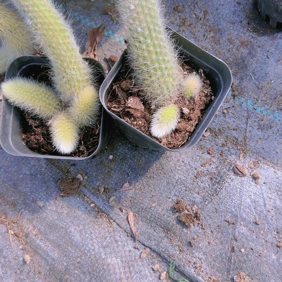 【闪购商品】3盆带仔九尾狐9.9