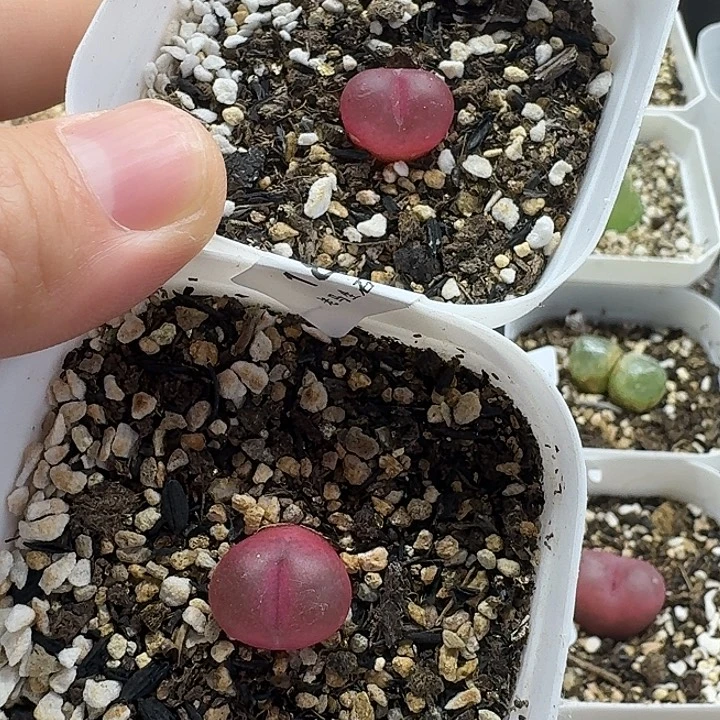 老马生石花1.5吕红1806